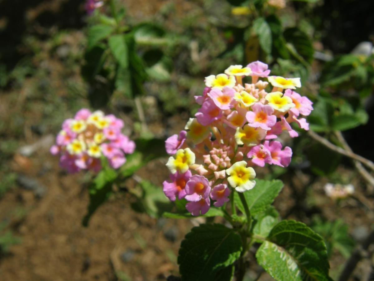 הוילה דסהייס Le Matelot De La Baie מראה חיצוני תמונה