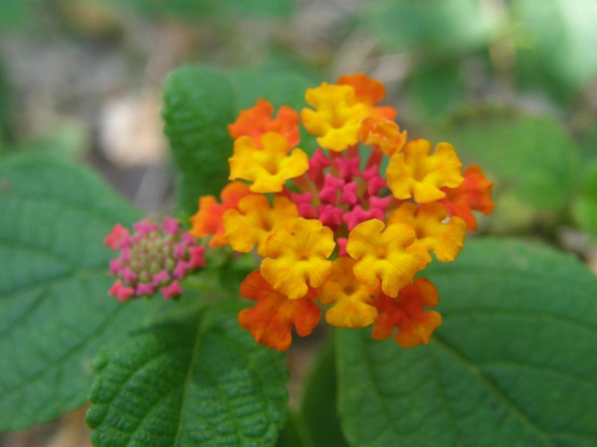 הוילה דסהייס Le Matelot De La Baie מראה חיצוני תמונה