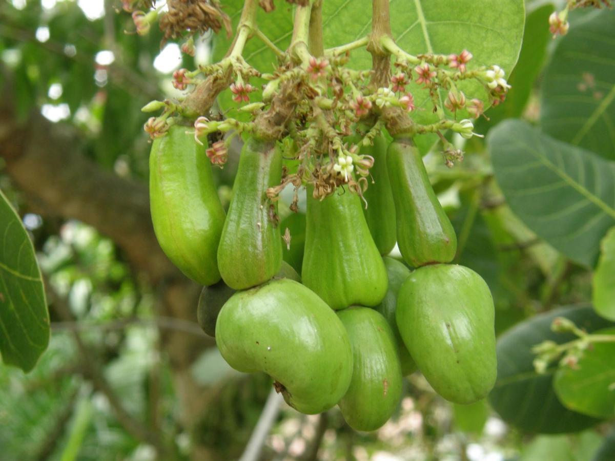 הוילה דסהייס Le Matelot De La Baie מראה חיצוני תמונה